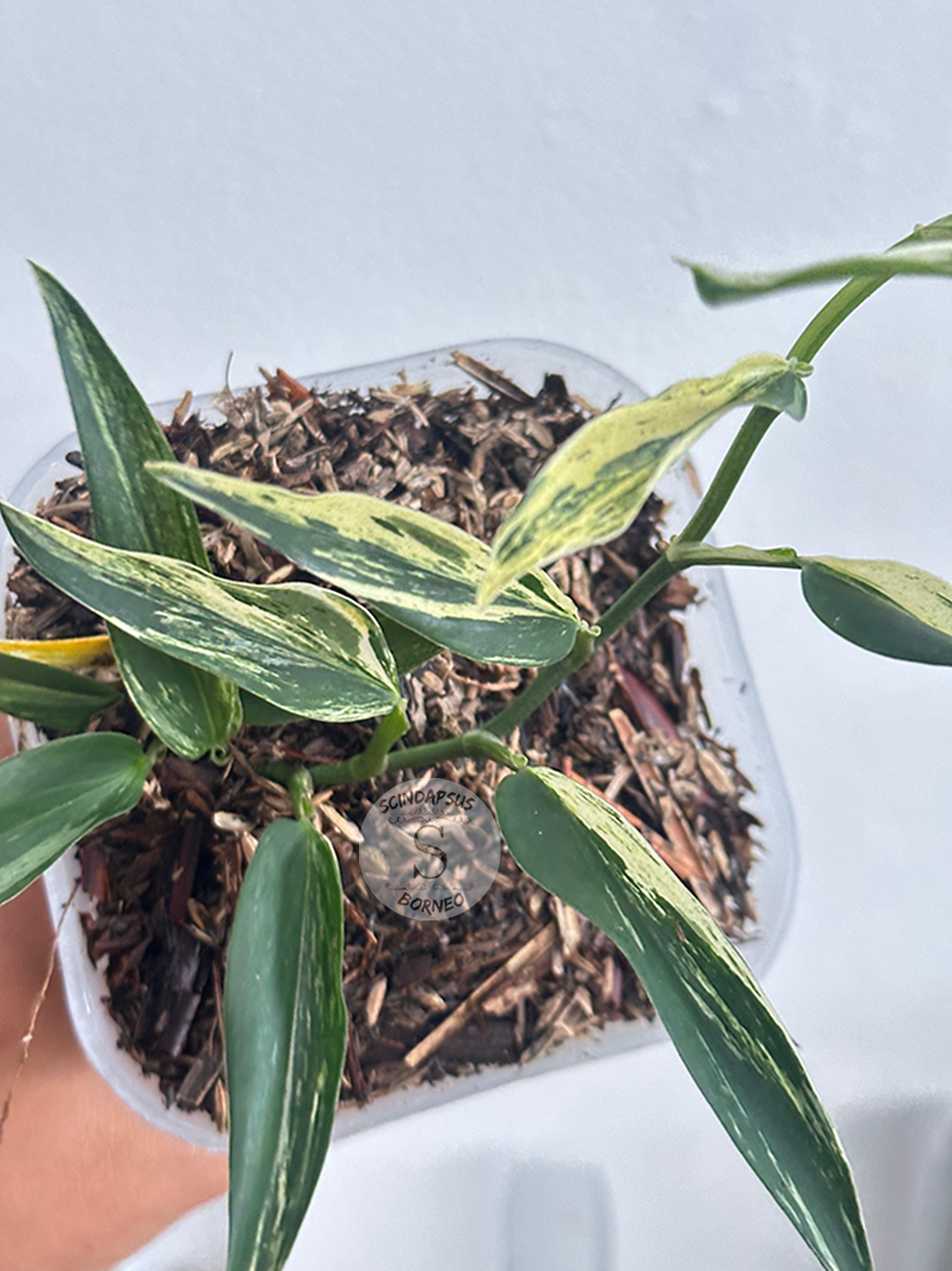 Scindapsus Mutiara Albo - Best Selected - Scindapsus Borneo