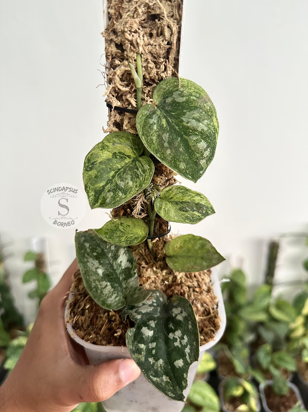 Scindapsus Nebula - Best Selected - Scindapsus Borneo