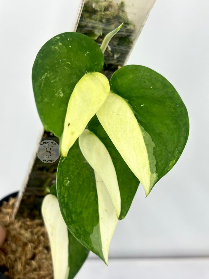 Scindapsus No Id - Best Selected