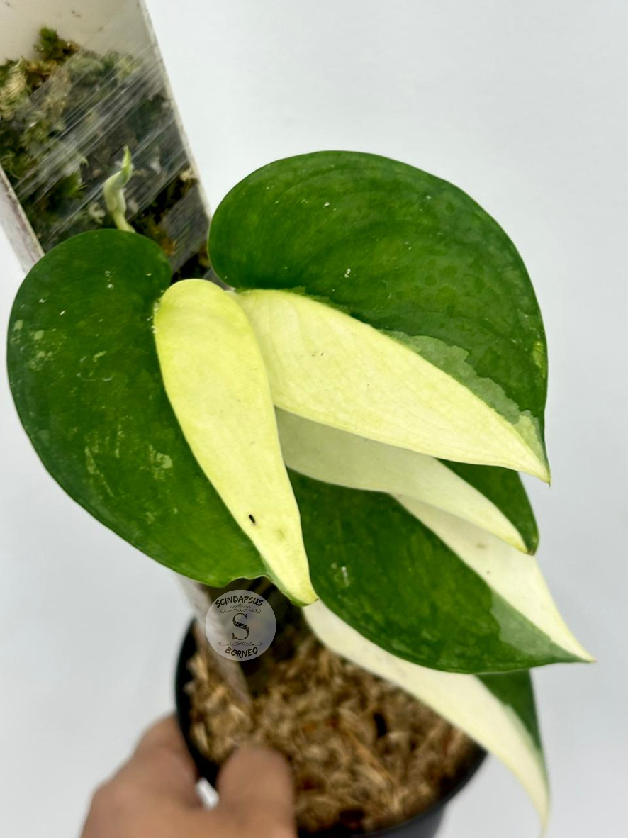 Scindapsus No Id - Best Selected