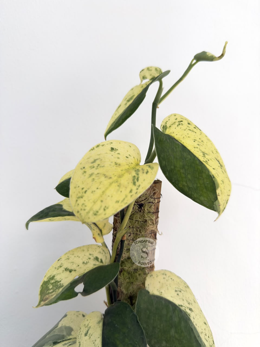 Scindapsus No Id - Best Selected