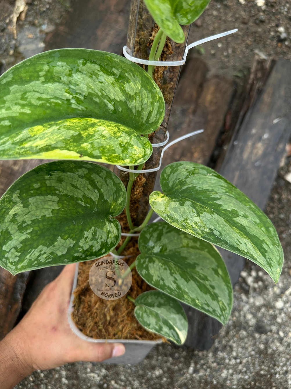 Scindapsus No Id - Best Selected - Scindapsus Borneo