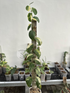 Scindapsus Parahiyangan - Best Selected - Scindapsus Borneo
