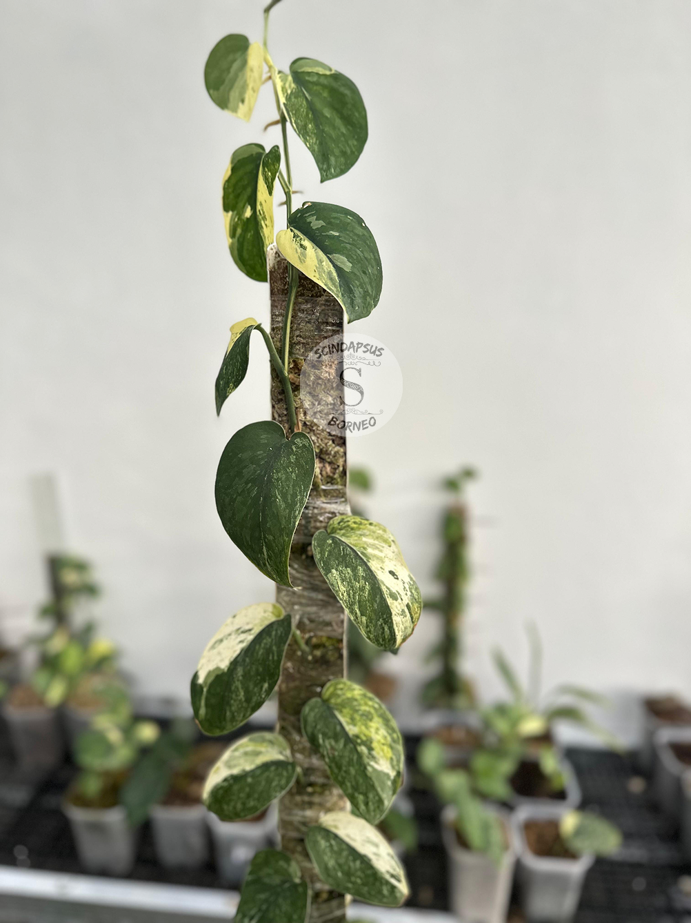 Scindapsus Parahiyangan - Best Selected - Scindapsus Borneo