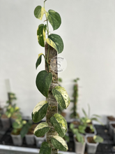 Scindapsus Parahiyangan - Best Selected - Scindapsus Borneo