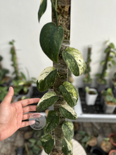 Scindapsus Parahiyangan - Best Selected - Scindapsus Borneo