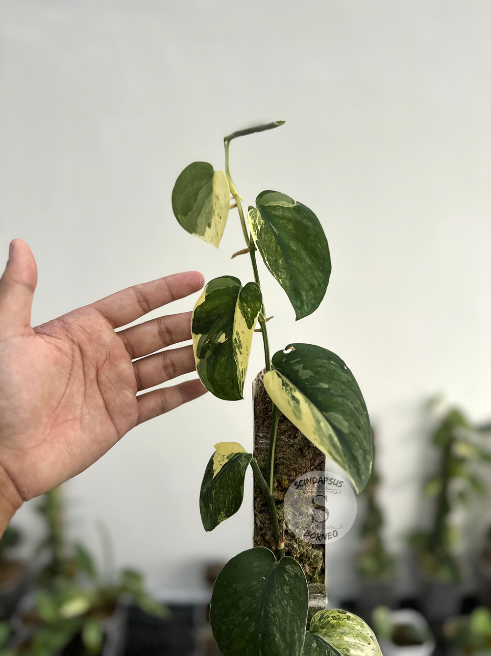 Scindapsus Parahiyangan - Best Selected - Scindapsus Borneo