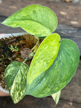 Scindapsus Parahiyangan Aurea - Scindapsus Borneo