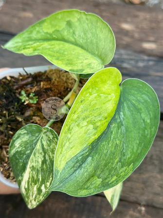 Scindapsus Parahiyangan Aurea