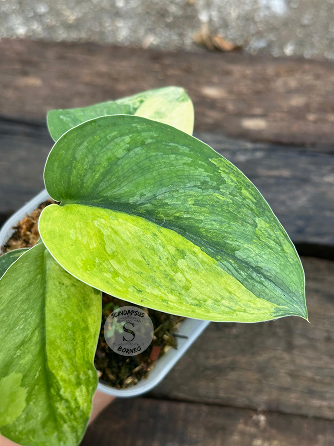 Scindapsus Parahiyangan Aurea