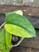 Scindapsus Parahiyangan Aurea - Scindapsus Borneo