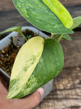 Scindapsus Parahiyangan Aurea