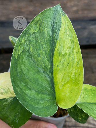 Scindapsus Parahiyangan Aurea