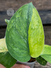Scindapsus Parahiyangan Aurea - Scindapsus Borneo