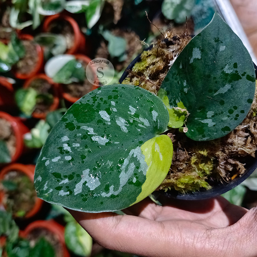 Scindapsus pictus dark aurea variegated - Scindapsus Borneo