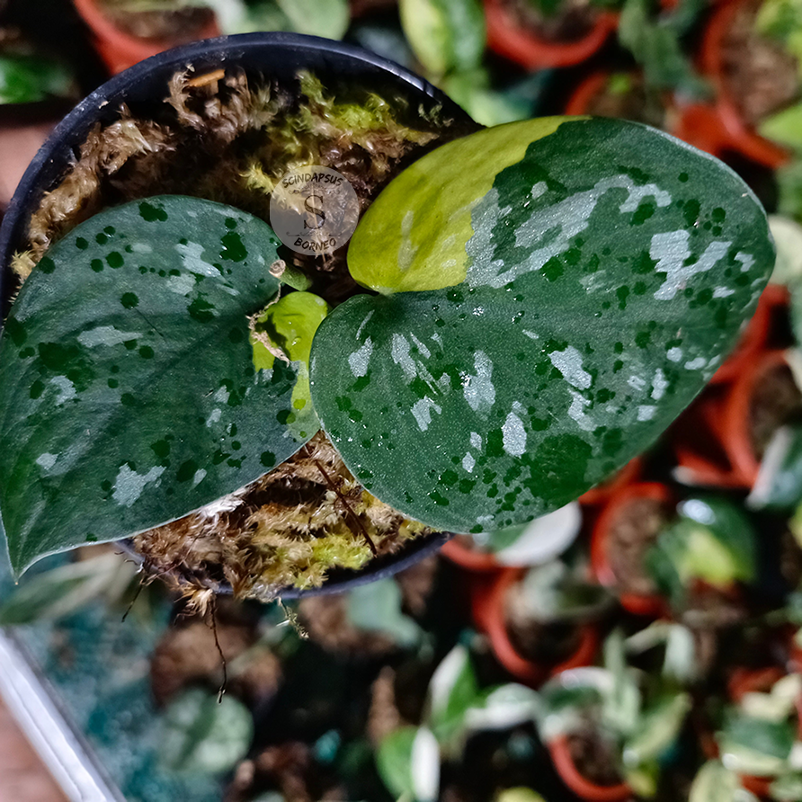 Scindapsus pictus dark aurea variegated - Scindapsus Borneo