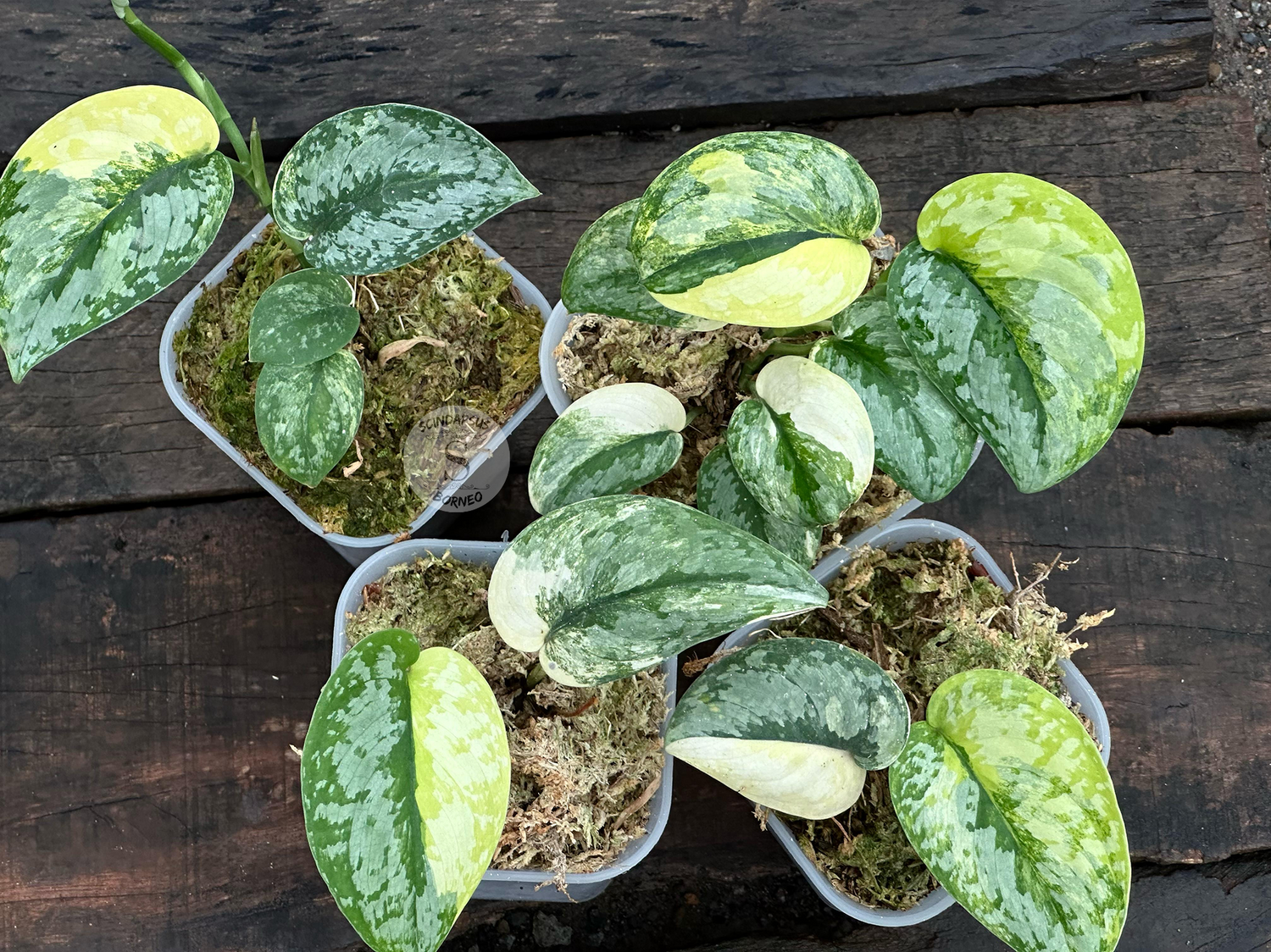 Scindapsus Prabu - Scindapsus Borneo