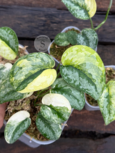 Scindapsus Prabu - Scindapsus Borneo