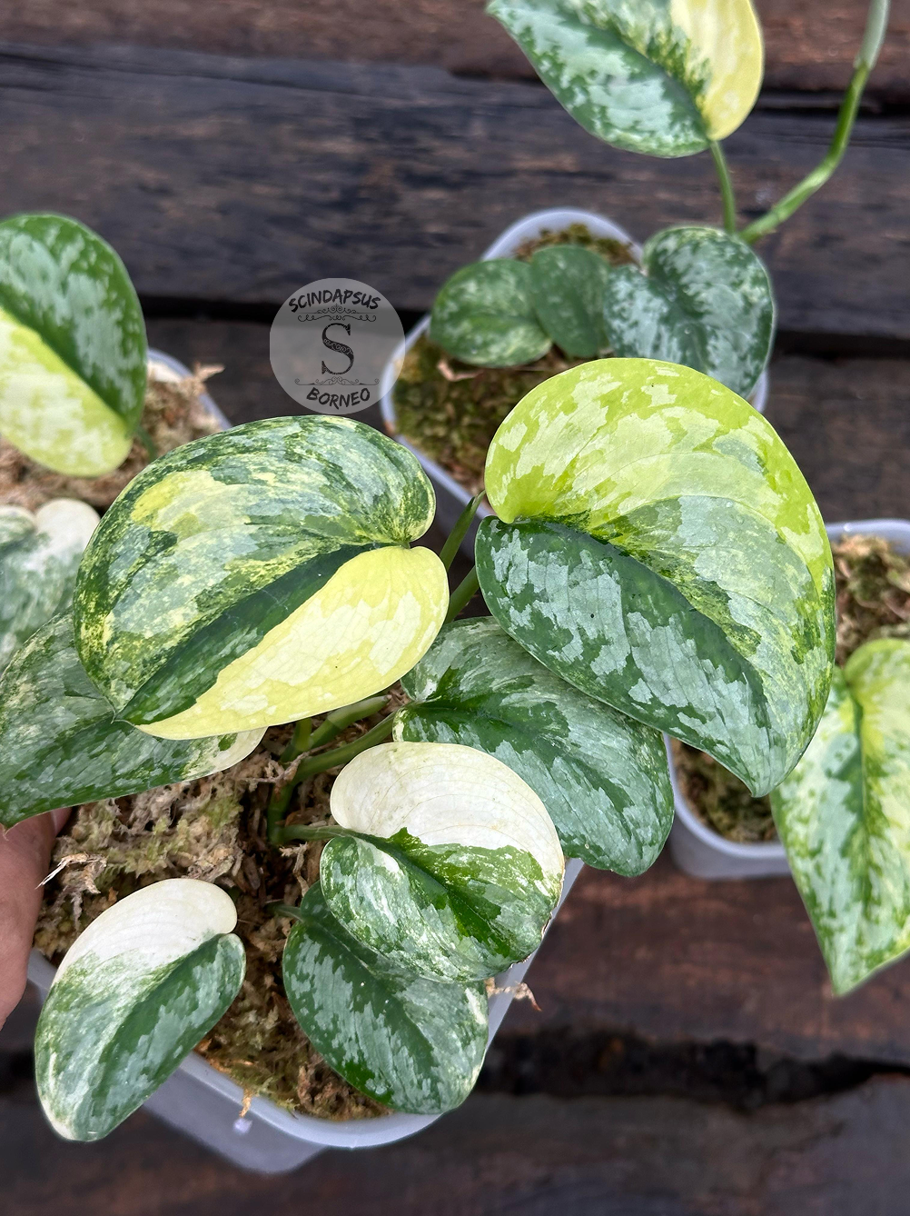 Scindapsus Prabu - Scindapsus Borneo