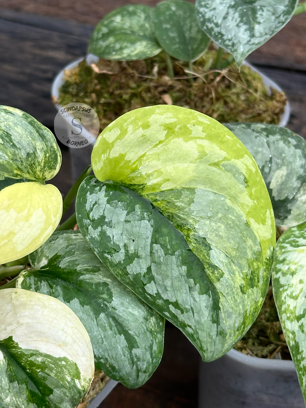 Scindapsus Prabu
