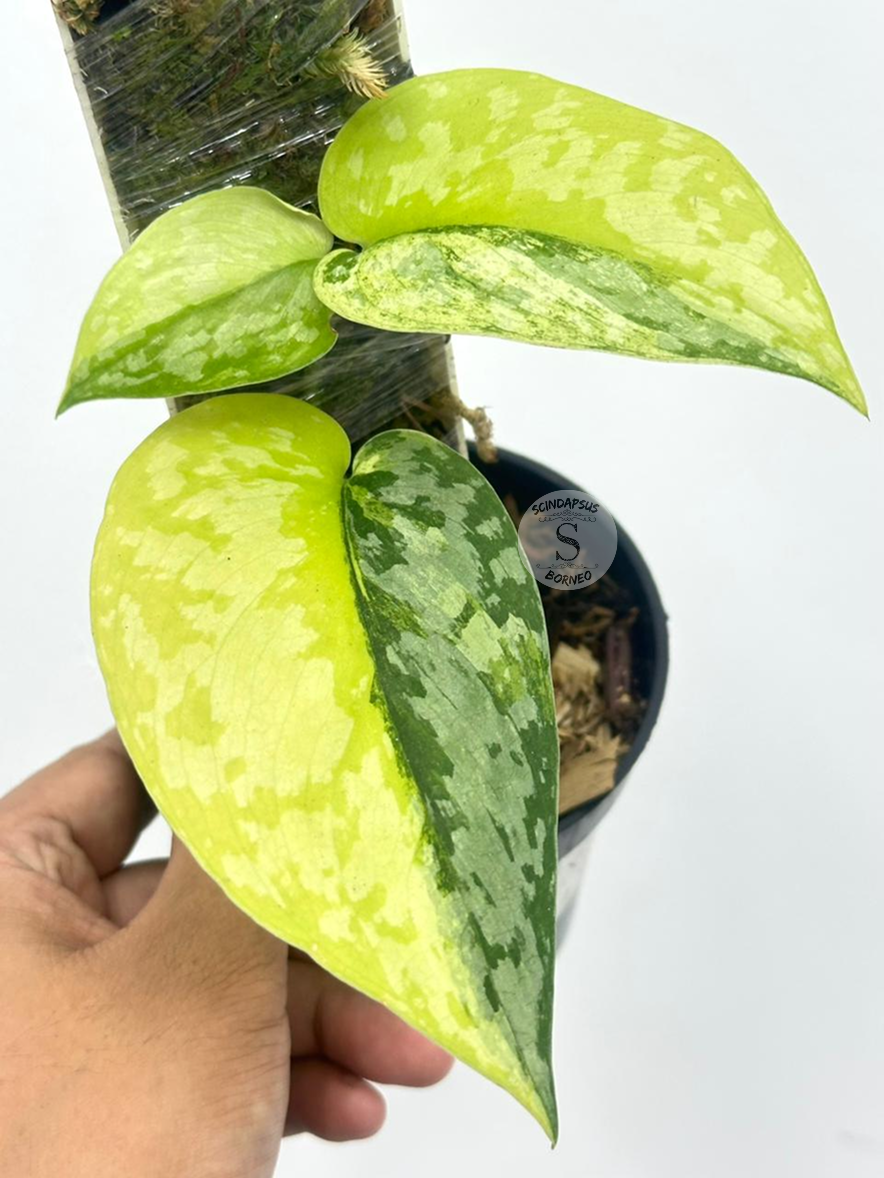 Scindapsus Prabu Tricolor - Best Selected