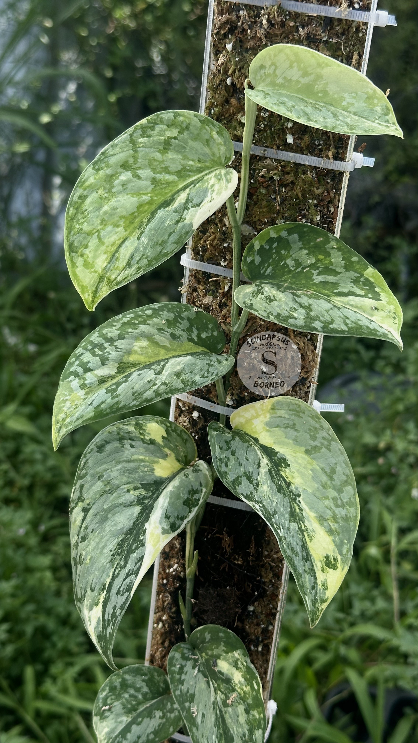 Scindapsus Prabu Tricolor - Best Selected