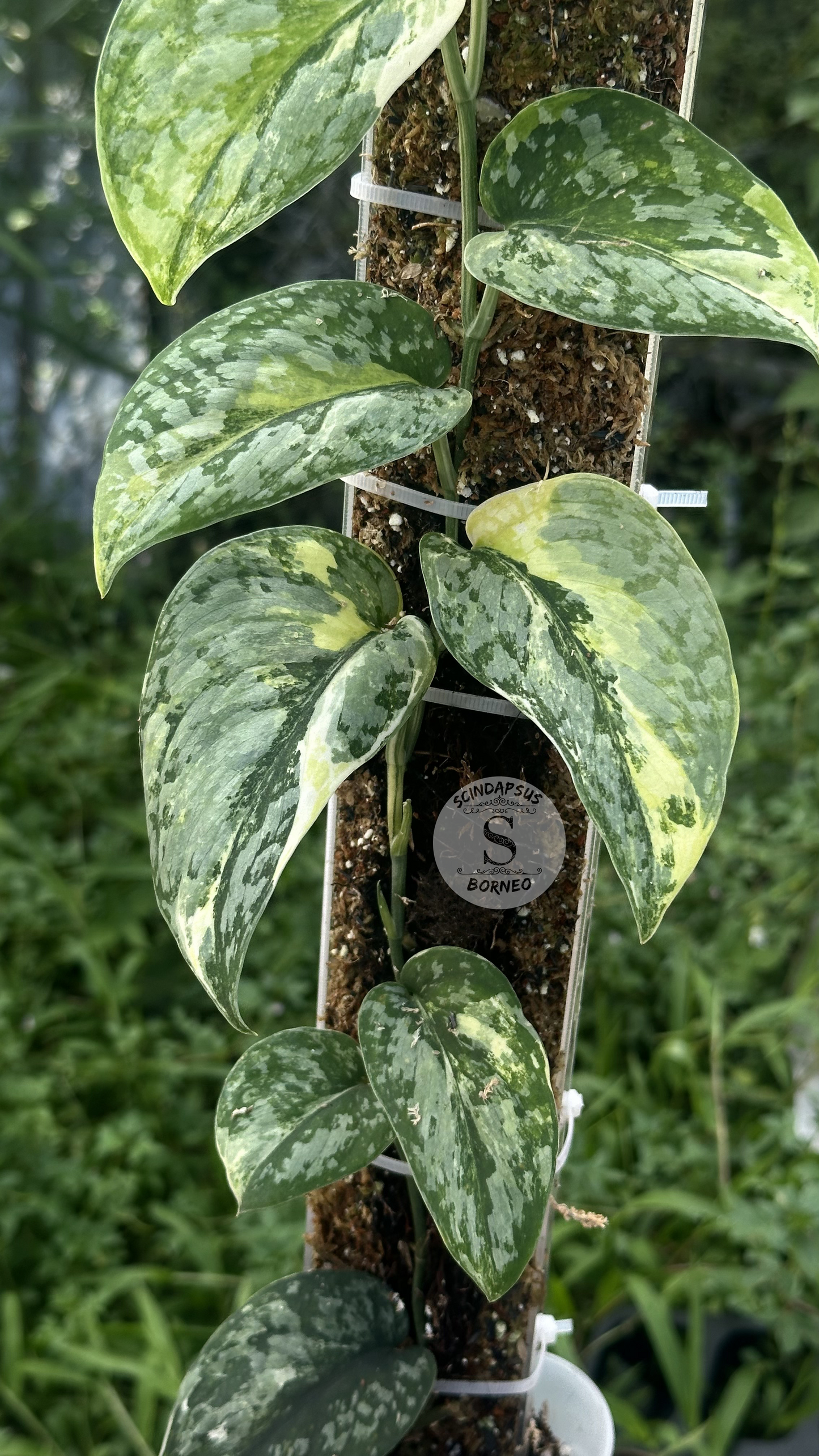 Scindapsus Prabu Tricolor - Best Selected