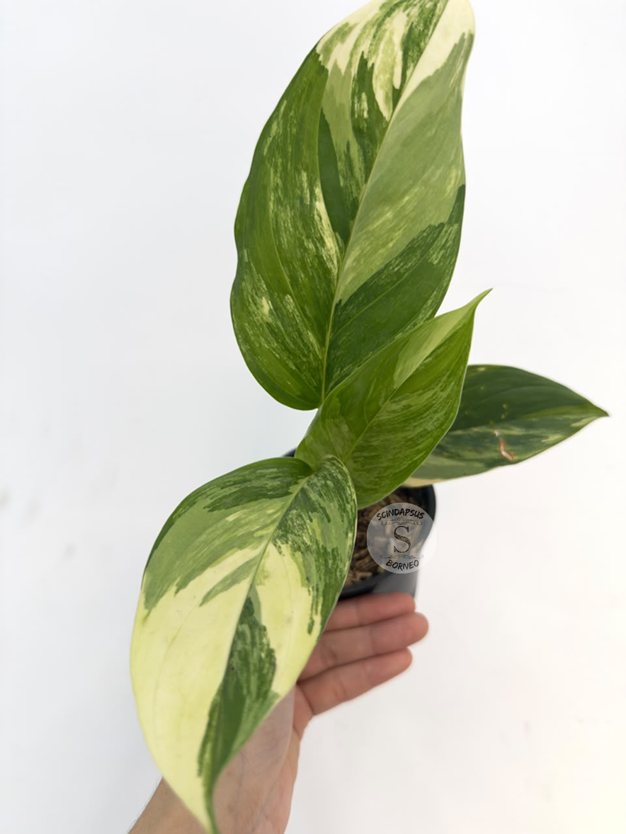 Scindapsus Prakenesis aurea  - Best Selected