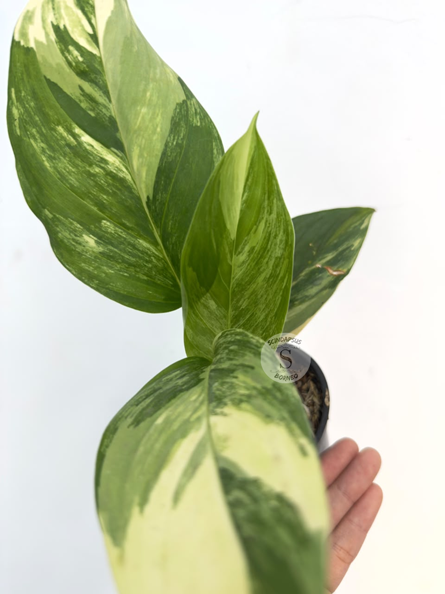 Scindapsus Prakenesis aurea  - Best Selected