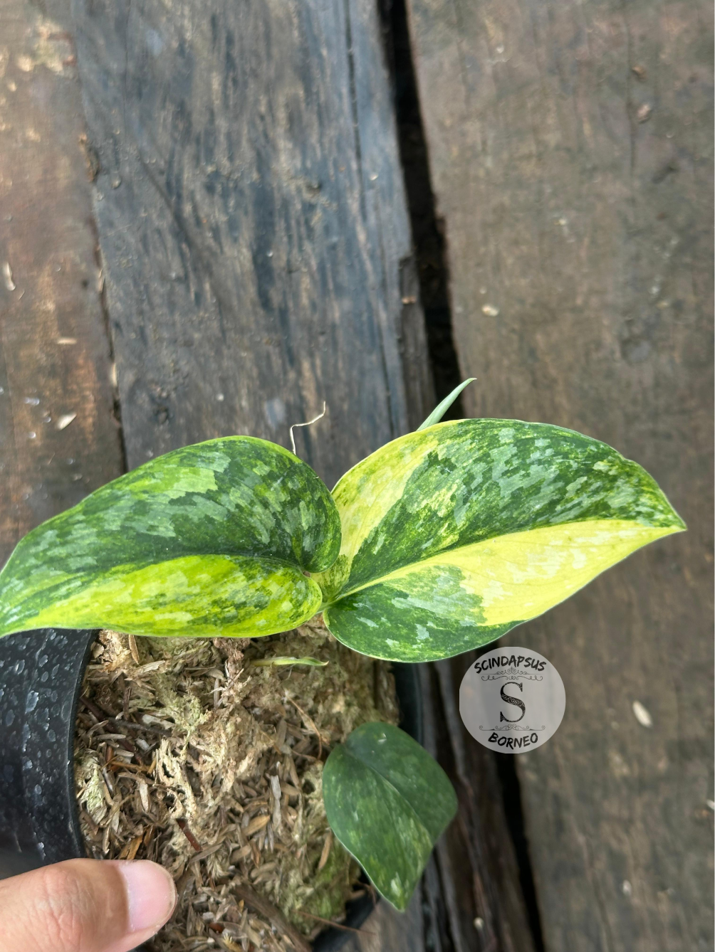 Scindapsus Rajatapura - Scindapsus Borneo