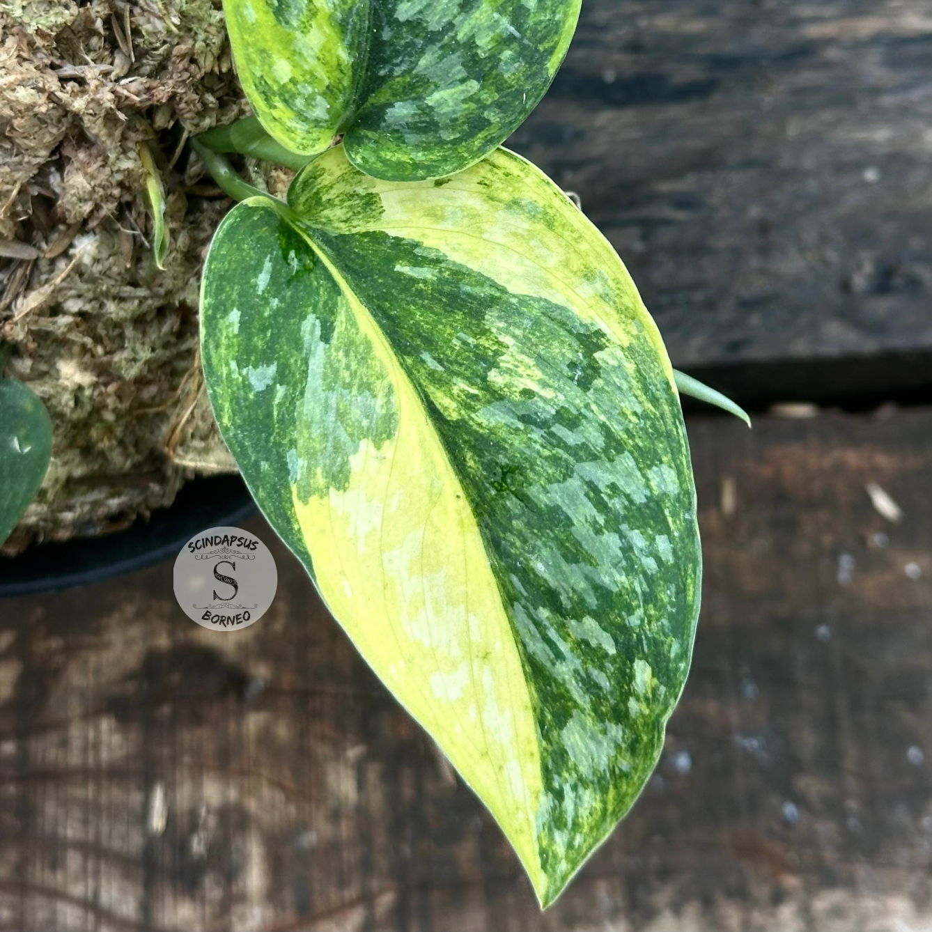 Scindapsus Rajatapura - Scindapsus Borneo