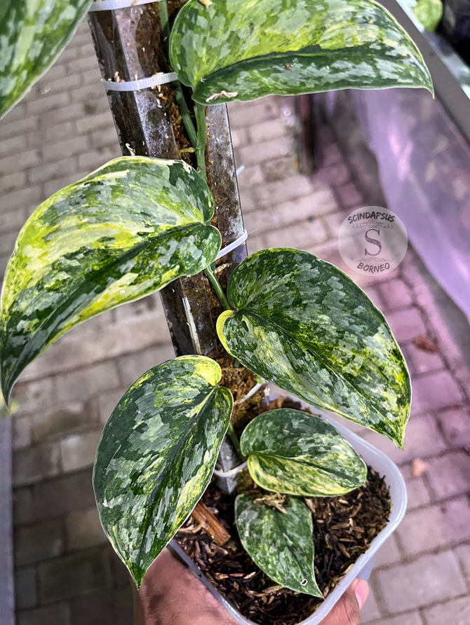 Scindapsus Rajatapura Tricolor - Best Selected - Scindapsus Borneo