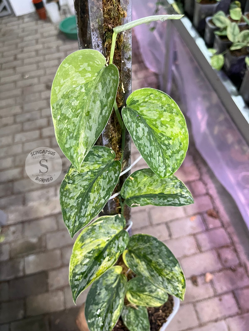 Scindapsus Rajatapura Tricolor - Best Selected - Scindapsus Borneo