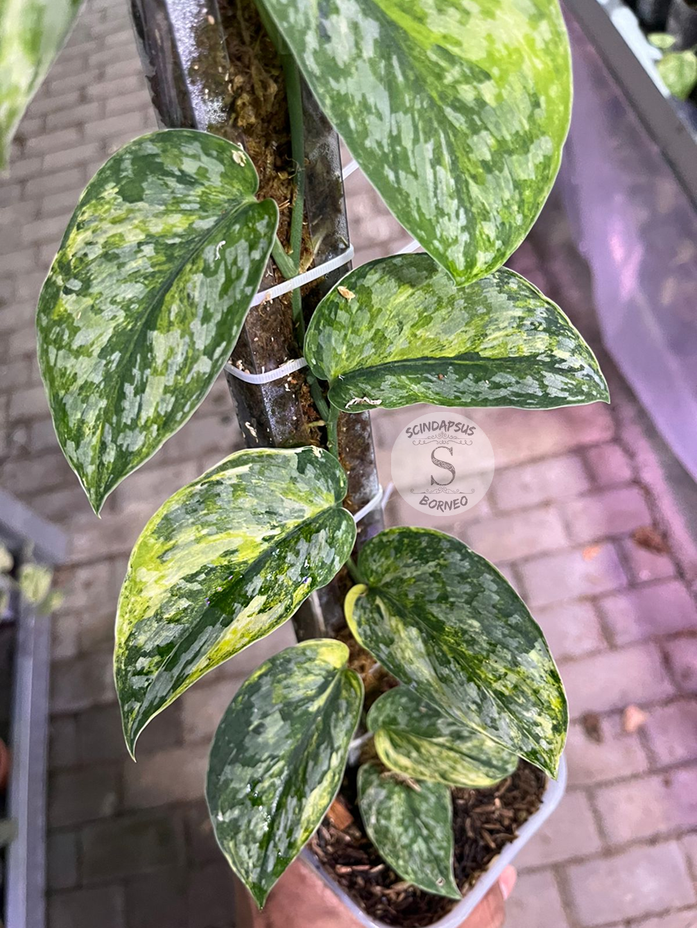 Scindapsus Rajatapura Tricolor - Best Selected