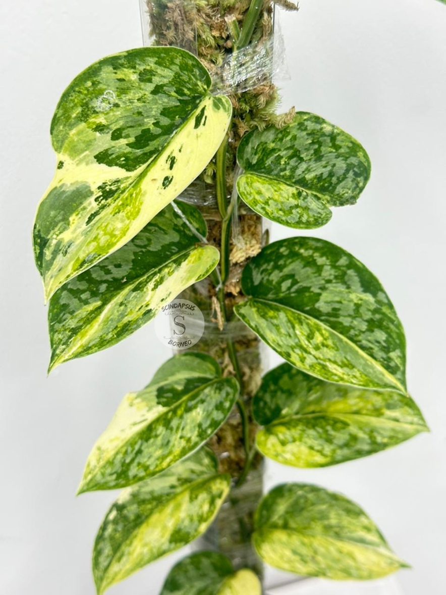 Scindapsus Rajataputa Tricolor - Best Selected