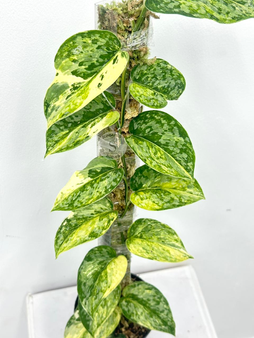Scindapsus Rajataputa Tricolor - Best Selected