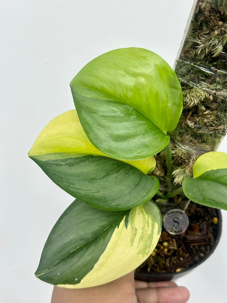 Scindapsus Rubicon - Best Selected