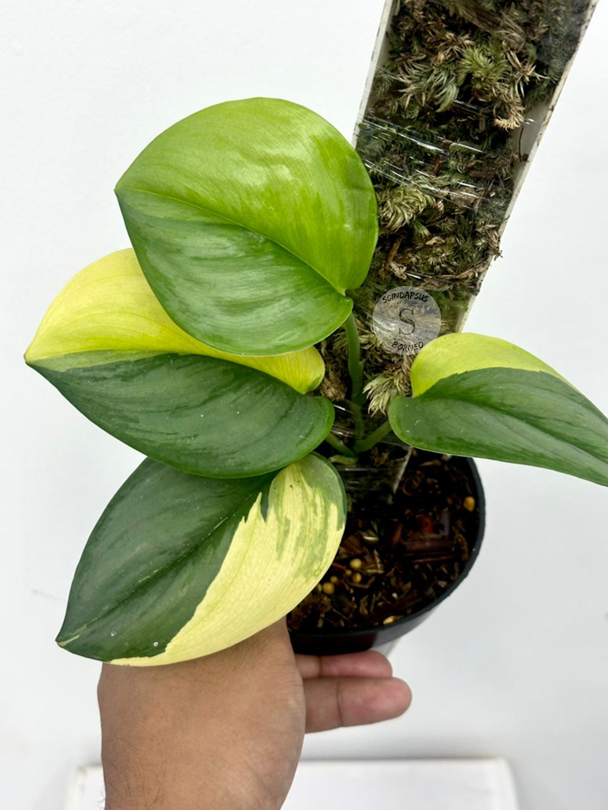 Scindapsus Rubicon - Best Selected