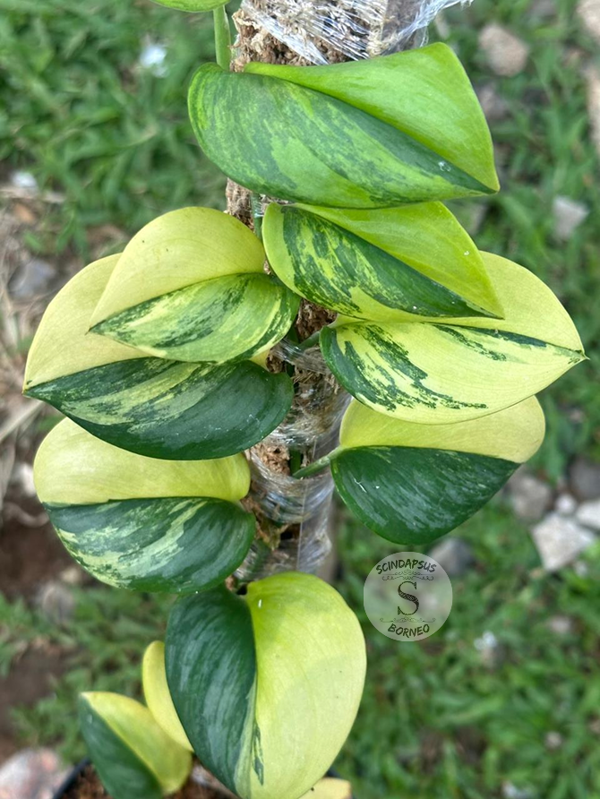 Scindapsus Rubicon Gog - Best Selected