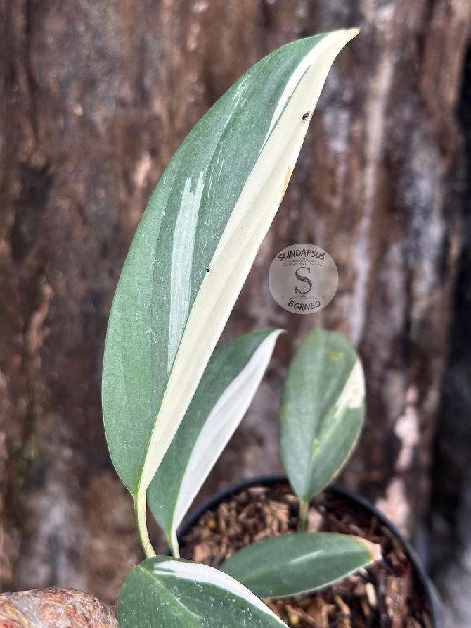 Scindapsus Rupertis Albo - Best Selected