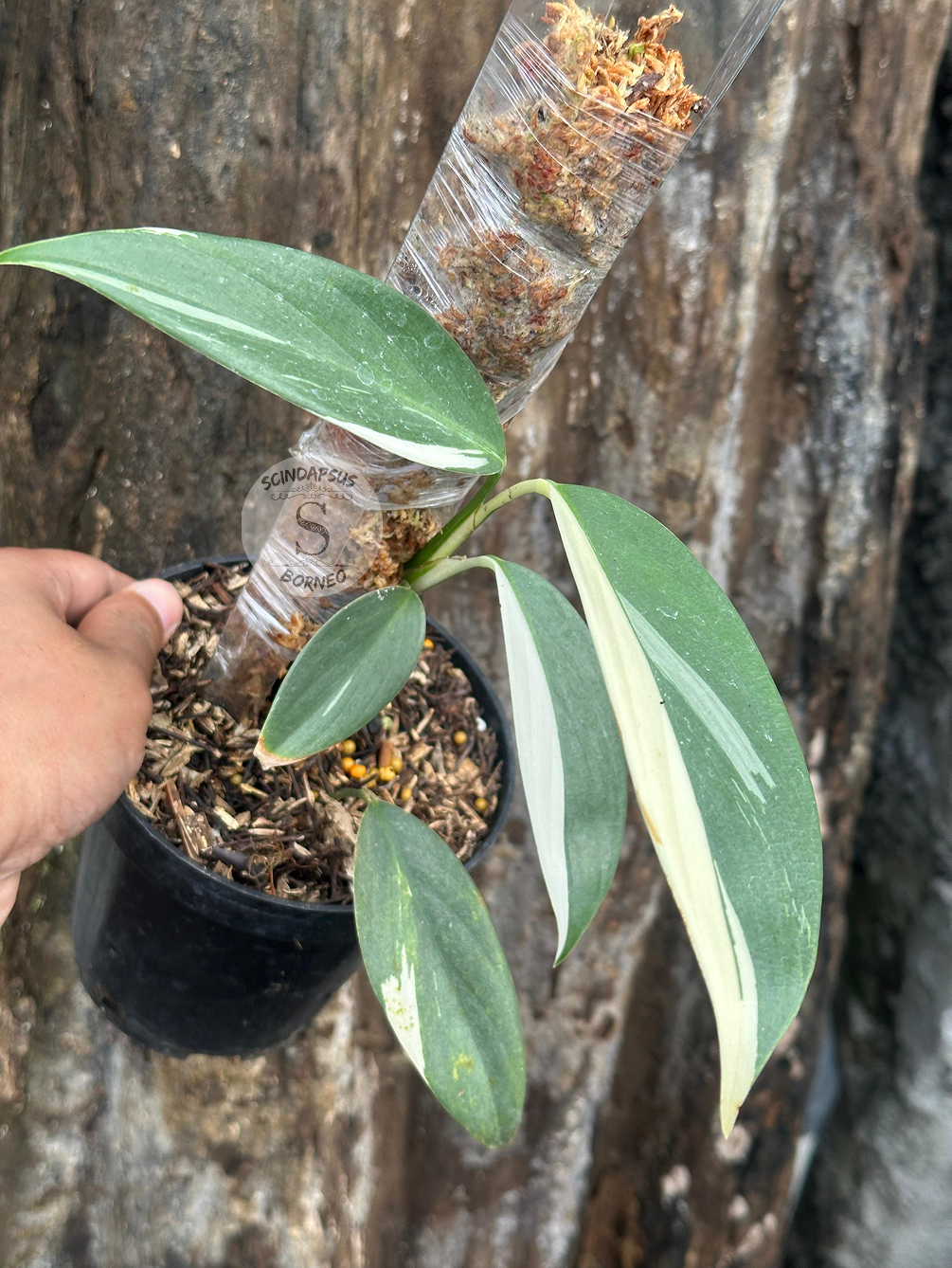Scindapsus Rupertis Albo - Best Selected