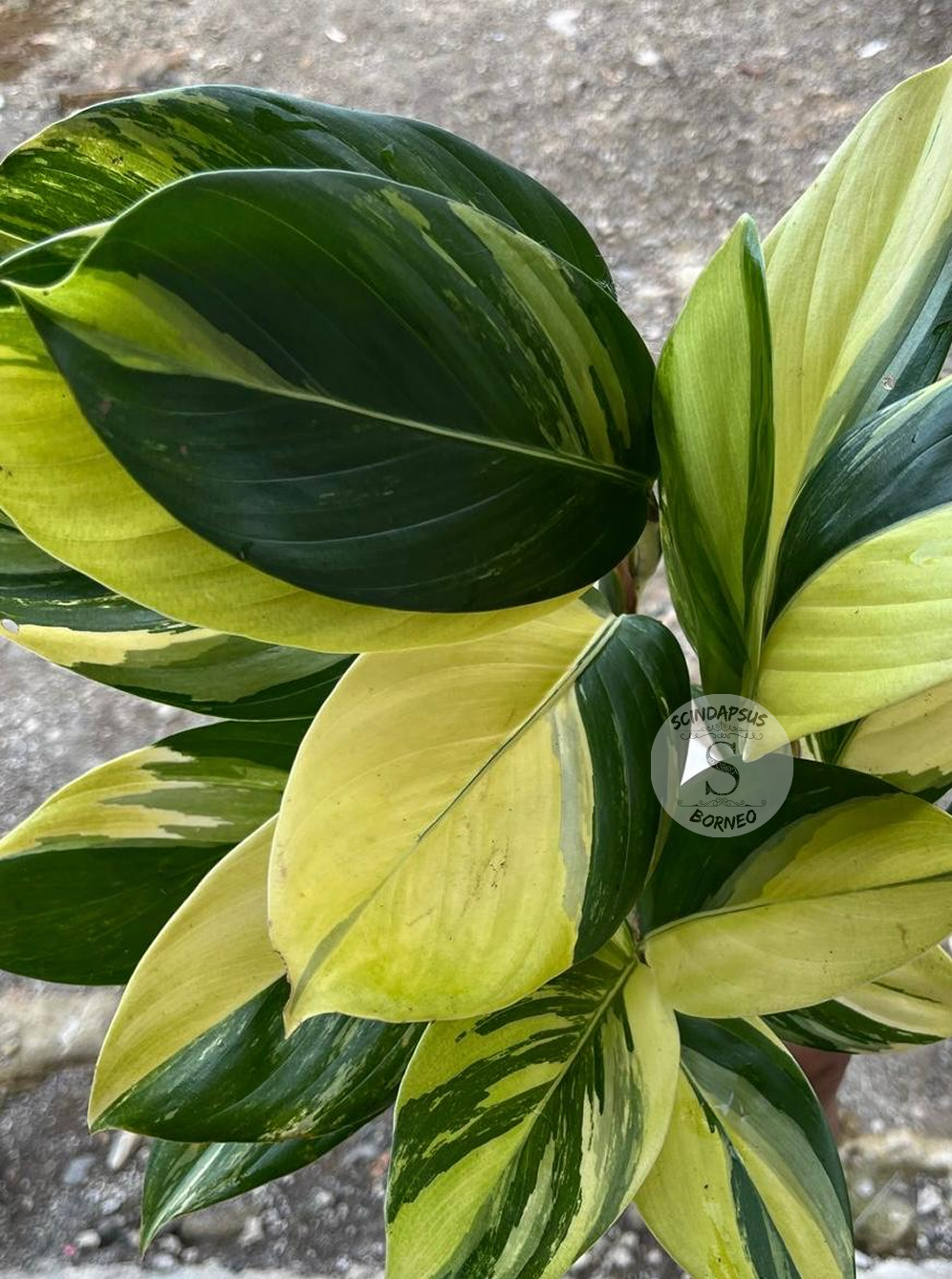 Scindapsus Rupertis Neon Tricolor - Package 10x