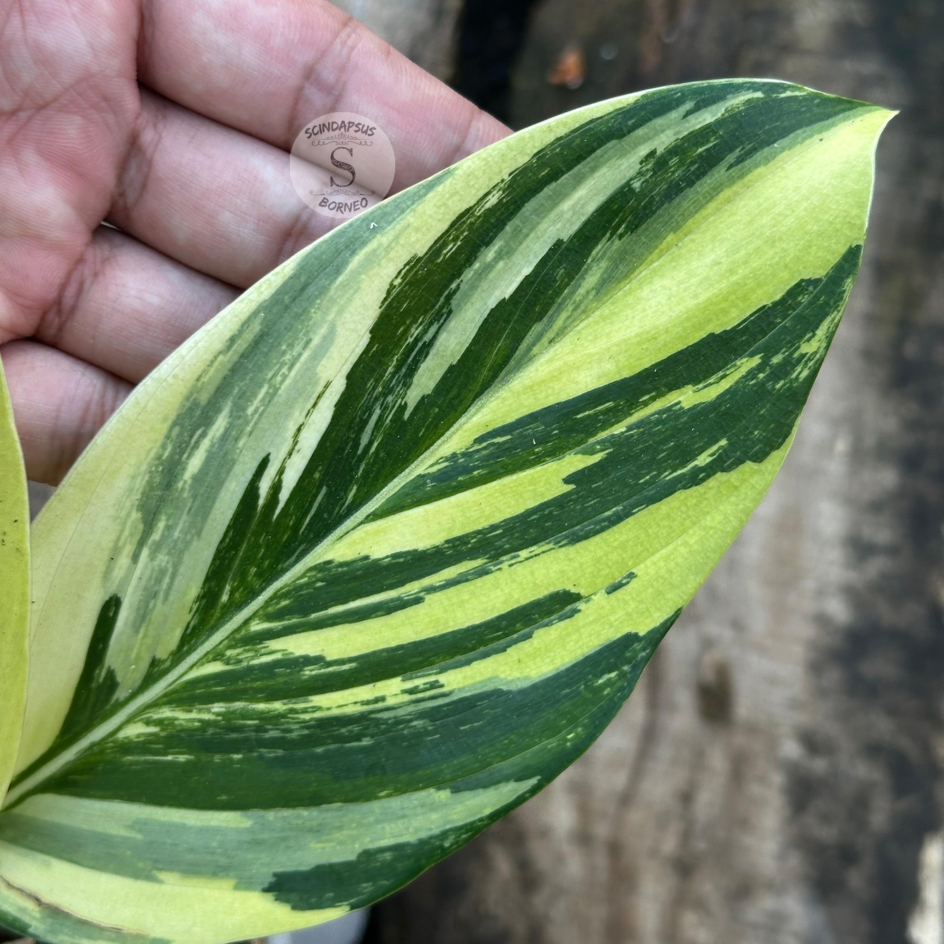 Scindapsus Rupertis Neon Tricolor - Scindapsus Borneo