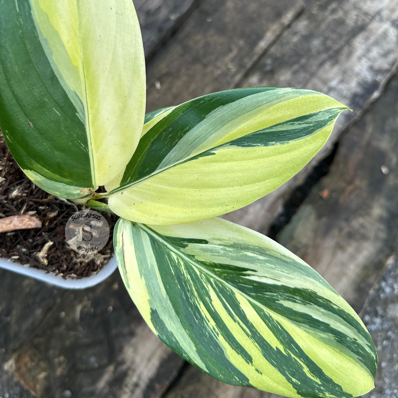 Scindapsus Rupertis Neon Tricolor