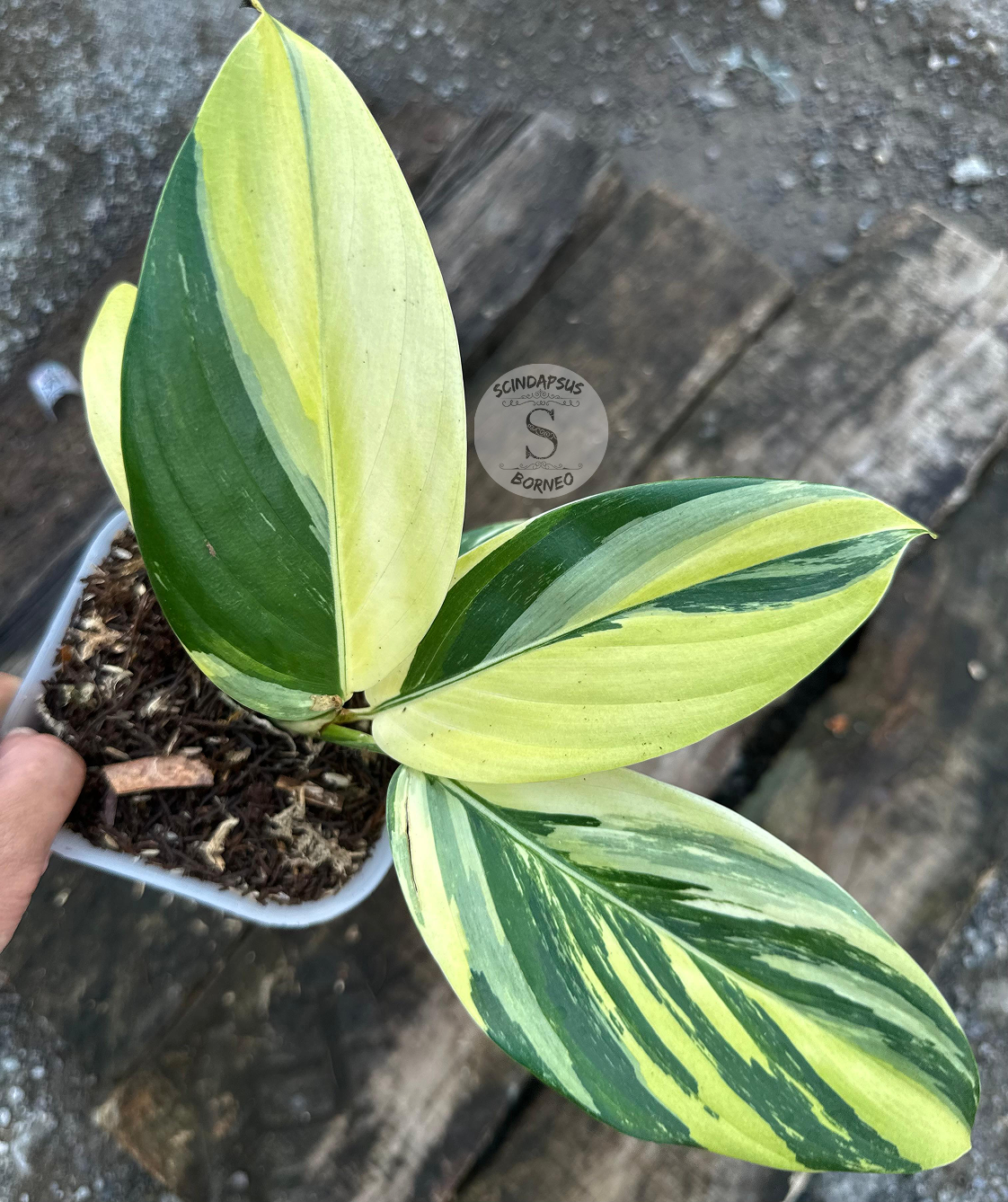 Scindapsus Rupertis Neon Tricolor