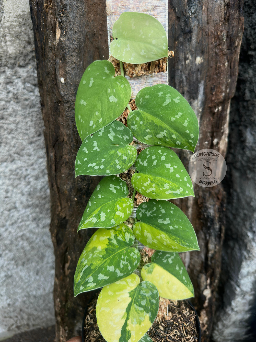 Scindapsus Sentarum - Best Selected