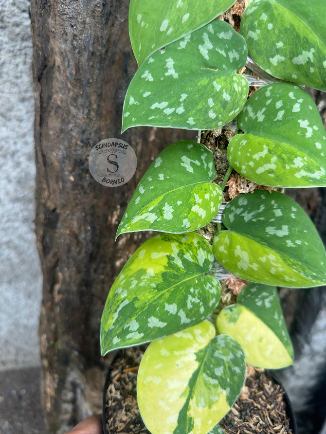 Scindapsus Sentarum - Best Selected