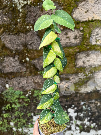 Scindapsus Sentarum Variegated - Best Selected - Scindapsus Borneo
