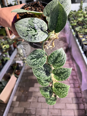Scindapsus Silver Army - Best Selected - Scindapsus Borneo