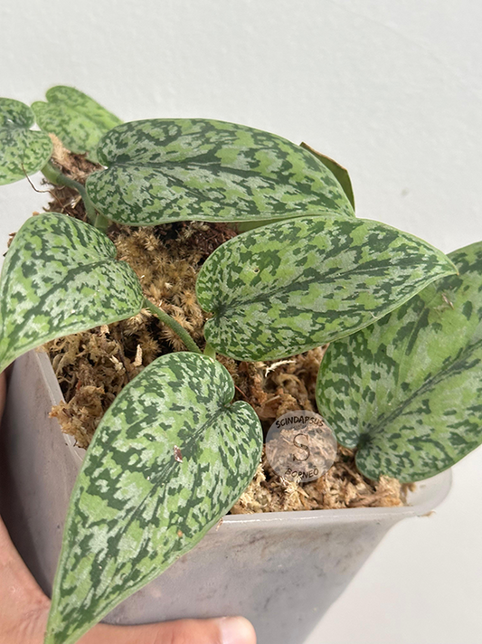Scindapsus Silver Army Tricolor